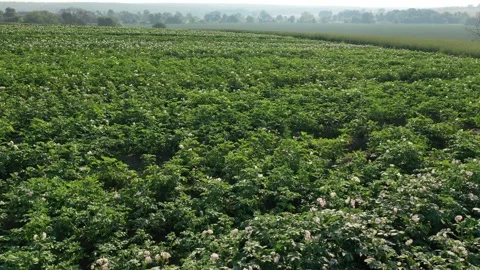 Drone flying forward over flowering crop fields Vidéo 328336971
