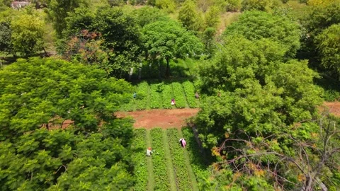 Drone Flying Forward Over Forest Tree Nursery Revealing Workers Caring for G Stock Footage 338065048