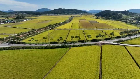 Drone flying forward over golden rice fields during harvest season Stock Footage 313310572