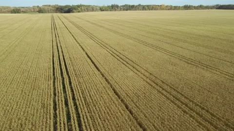 Drone flying forward over a large wheat field that is golden brown  Stock Footage 254701511