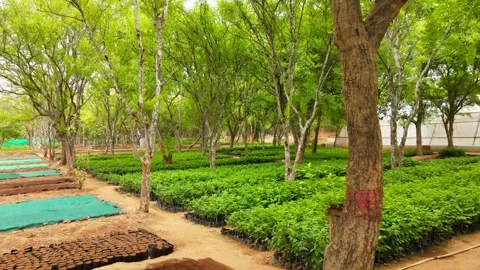 Drone Flying Forward Over Lush Tree Nursery with Thousands of Green Saplings Stock Footage 338065113