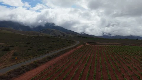 Drone Flying Forward Over Vineyard Rows Toward Mountain Valley Stock Footage 330318729