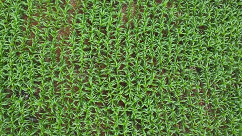 Drone flying forward overhead view of organized young corn plantation rows Stock-Footage 341368585