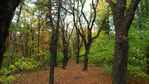 Drone flying forward through tall trees along autumn forest path. Video stock 344223821