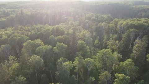 Drone flying forward towards the rising sun over a large green forest of Stock Footage 326831164