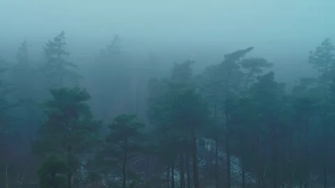 Drone flying forwards over dark foggy eerie winter forest Stock Footage 283072300
