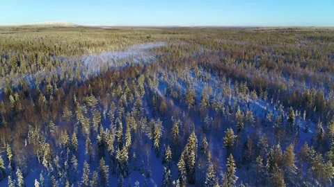 Drone flying forwards over desolate winter forest in Finland Stock Footage 275260949
