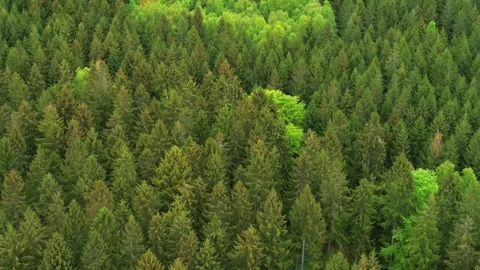 Drone flying forwards over lush green forest Stock Footage 283072365