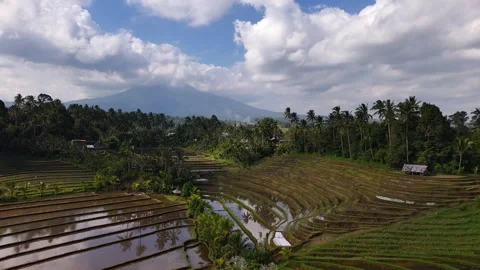 Drone flying forwards over ricefields with a vulcano in the background in 4k Stock Footage 345721421