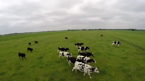 Drone flying in front of running cows on green grass field 4k Stock Footage 52101963