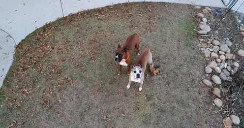 Drone flying in front of two dogs Stock Footage 81644845