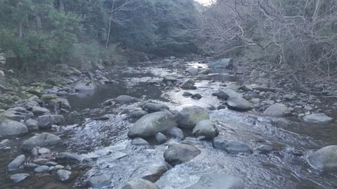 Drone Flying Gently Up Mountain Stream Through Forest – Peaceful Nature 4K Stock Footage 325410799