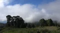 Drone flying in heavenly clouds w thick fog green mountain landscape La Palma 4k or 4k+ Resolution