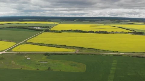 Drone flying high above a prairie landscape of yellow canola Stock Footage 144005409