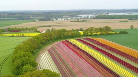Drone flying high over fields and colorful tulip fields Video stock 273863079
