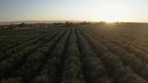Drone Flying High Over Lush Olive Grove Towards Sun 4K 30FPS Stock Footage 273929904