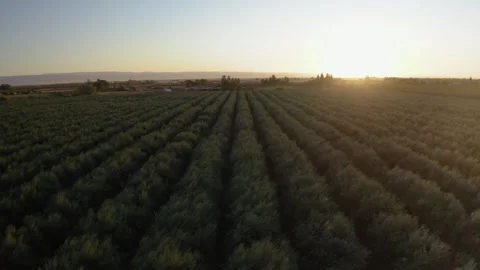 Drone Flying High Over Lush Olive Grove At Sunrise 4K 30FPS Stock Footage 273929953