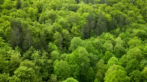 Drone Flying High Over Lush Green Woodland – Spring Canopy View Stock Footage 333899729