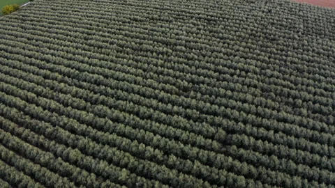 Drone Flying High Over Young Olive Grove Near Arizona 4K 30FPS Stock Footage 273930852