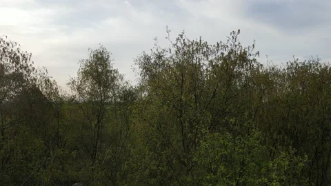 Drone Flying Horizontally Through Trees, 4K 動画素材 219095243