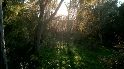 Drone Flying inside the JUNGLE during sunset Stock Footage 239355671