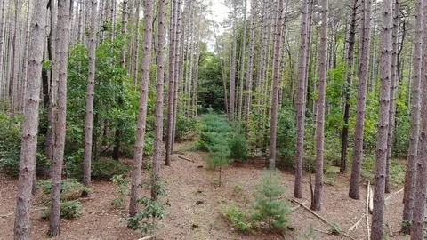 Drone flying inside row of pine trees Stock Footage 119498507