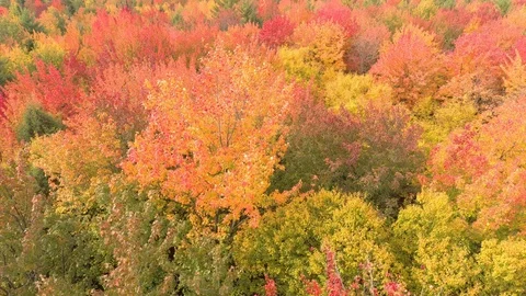 Drone flying just above the tree's canopy during a pretty fall windy day Stock Footage 119213930