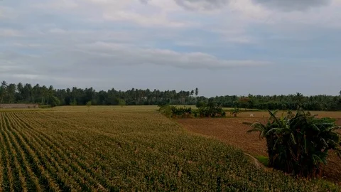 Drone flying low above the cornfield Stock Footage 96161812