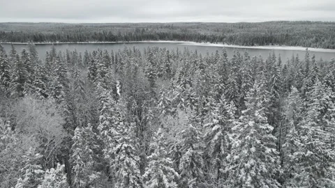 Drone flying low above a snowy forest and towards a large lake.   Stock Footage 255677722