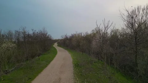 Drone Flying Low Along Forest Dirt Road in Early Spring Evening Stock Footage 341401029