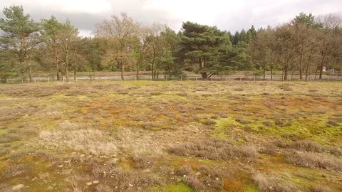 Drone flying low and backwards over beautiful heath in The Netherlands Stock Footage 75352958