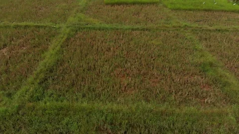 Drone flying low and frontward with camera facing down and tilting up Stock Footage 99020185