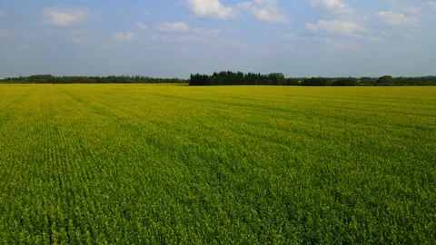Drone flying low, and moving slowly forward over a large field of canola Stock Footage 245288622