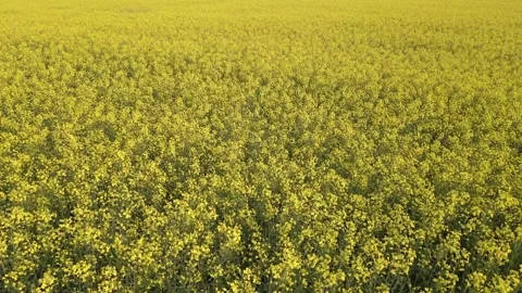 Drone flying low and moving forward over an endless field of a blooming canola Stock Footage 275449628
