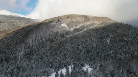 Drone flying low and slow surrounded by towering Fir trees covered in heavy snow Stock Footage 230497101