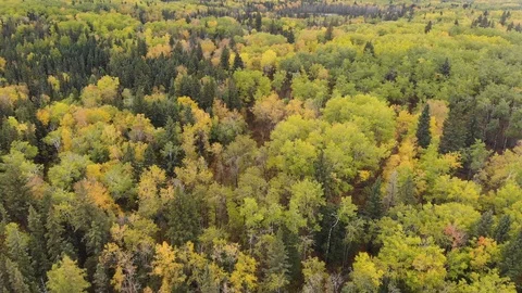 Drone flying low a colorful forest with a beaver pond in the distance.   Stock Footage 117079552