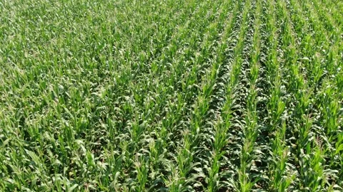 Drone flying low forward above corn field rows Stock-Footage 333279086