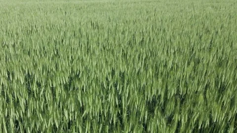 Drone flying low forward over a green field of wheat with millions of seed Stock Footage 328171681