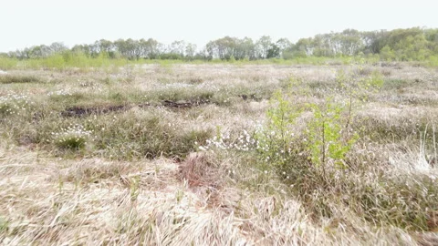 Drone Flying Low Level Over Cottongrass, 4K 動画素材 220105412
