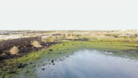 Drone Flying Low Level Over Wetlands, peat Bog, Cottongrass, 4K 動画素材 220105434