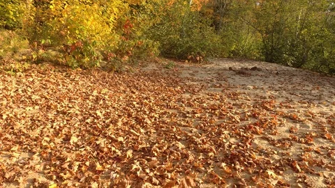 Drone flying low over beach in fall blowing dead leaves away Stock Footage 119212002