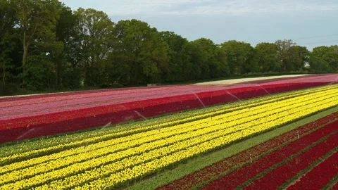 Drone flying low over beautiful colorful tulips Stock Footage 273863158