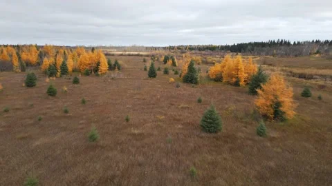Drone flying low over a brown autumn marsh with bright colored larch trees and Stock Footage 319595716