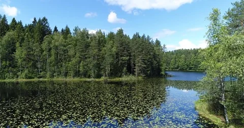 Drone flying low over calm lake with water lily near shoreline and forest Stock Footage 78803675