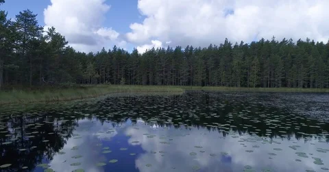 Drone flying low over calm lake with water lily near shoreline and forest Stock Footage 78804663