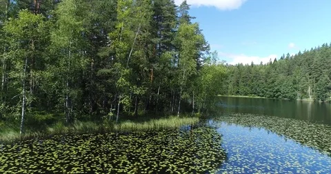 Drone flying low over calm lake with water lily near shoreline and forest Stock Footage 78805059