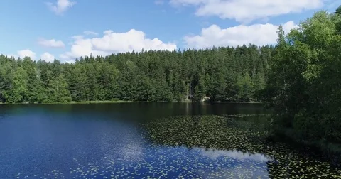 Drone flying low over calm lake with water lily near shoreline and forest Stock Footage 78805312