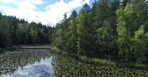 Drone flying low over calm lake with water lily near shoreline and forest Stock Footage 78808464