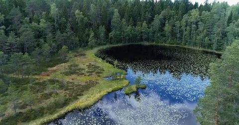 Drone flying low over calm lake with water lily near shoreline and forest Stock Footage 78808965