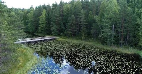Drone flying low over calm lake with water lily near shoreline and forest Stock Footage 78832454